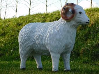 images/productimages/small/schaap.hoorns.poly.zumi-g6484.jpg