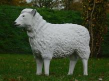 images/productimages/small/schaap.poly.80cm.w44.jpg