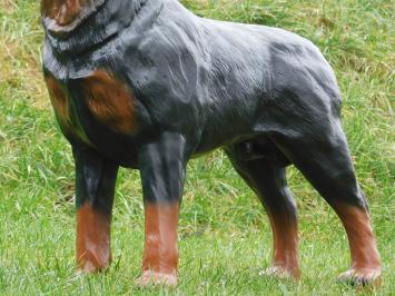 Statue Rottweiler - 80 cm - Polystone